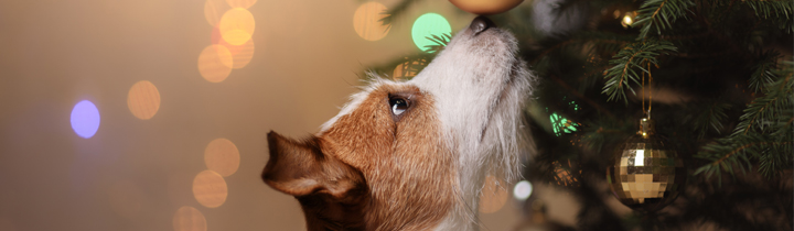 brown and white terrier sniffing christmas tree