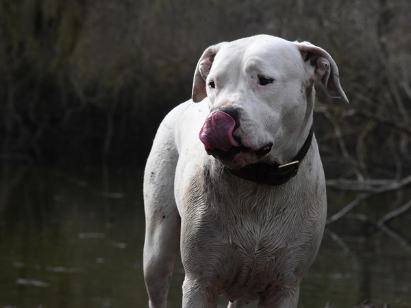 Dogo Argentino banned dog breed