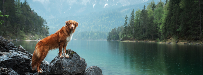 duck tolling retriever standing on a rock by a scenic lake