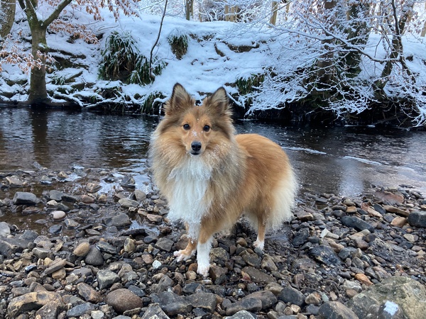 shetland collie stood in the snow on a river bank