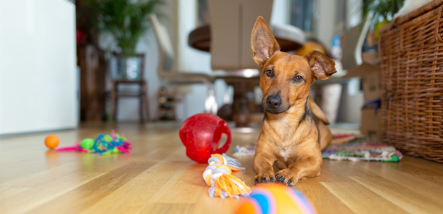 small brown dog playing with toys