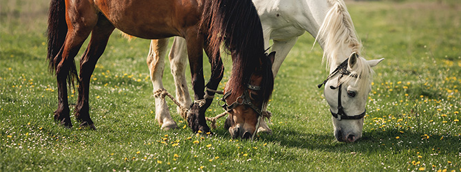 two horses grazing from a field