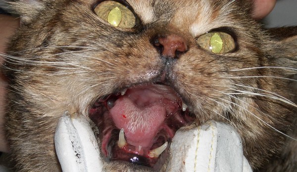 image of gingivitis in cats