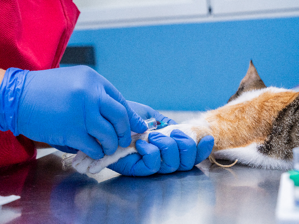 vet diagnosing feline distemper with a blood test