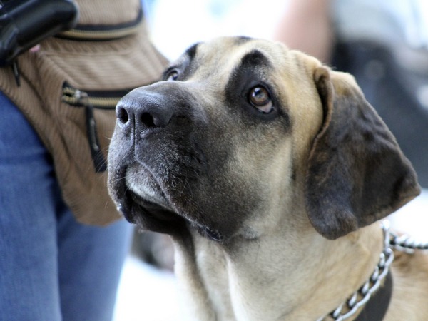 Banned dog breed Filo Brasileiro