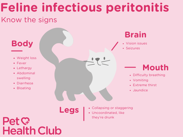 Infographic showing FIP symptoms in cats for article on coronavirus in cats