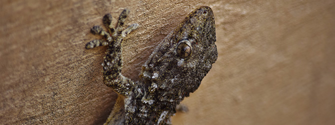 gecko on wooden surface