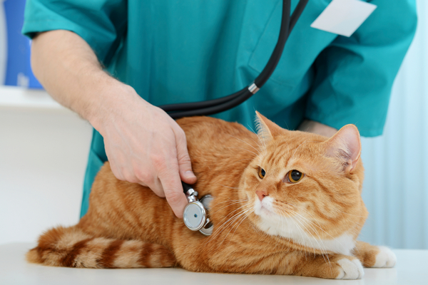 Ginger cat having a routine health check
