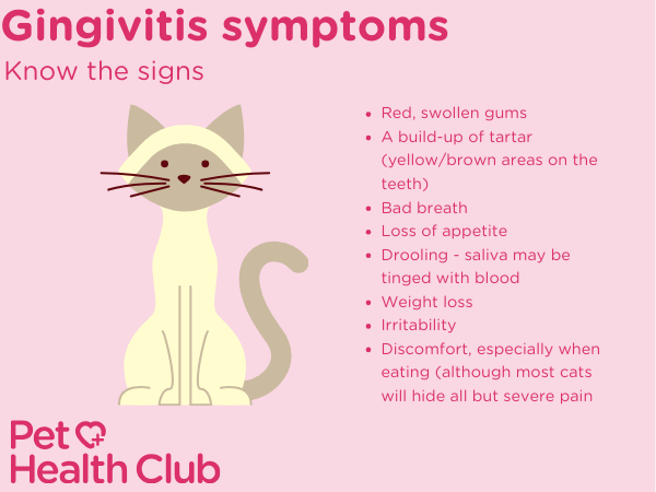 gingivitis in cats symptoms infographic