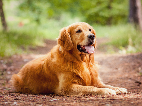 Golden Retriever family dog