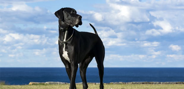 black great dane by the sea