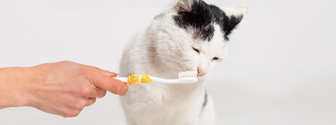 cat brushing teeth 