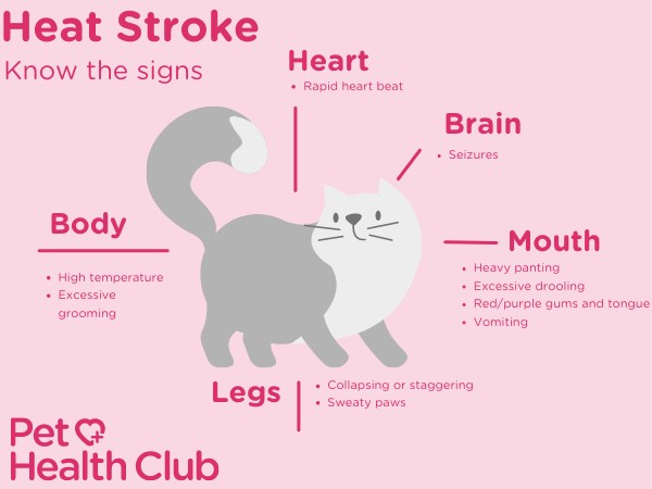 heat stroke symptoms in cats