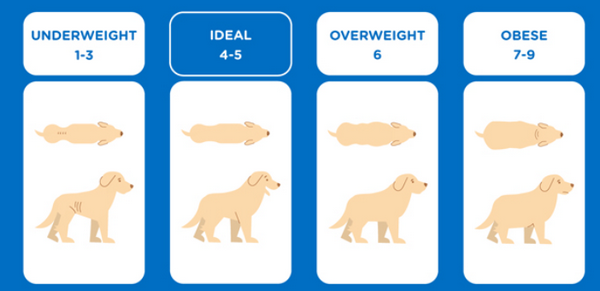 Infographic on ideal dog weight