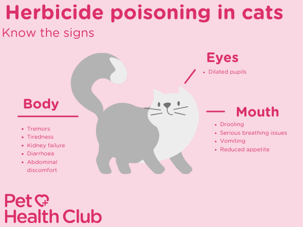 Infographic on herbicide poisoning in cats