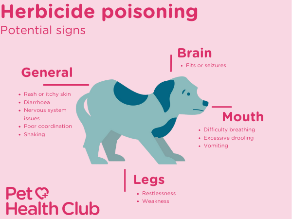 Infographic show herbicide poisoning symptoms in dogs