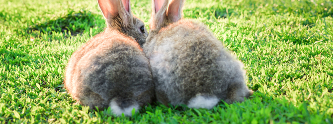 RVHD in rabbits