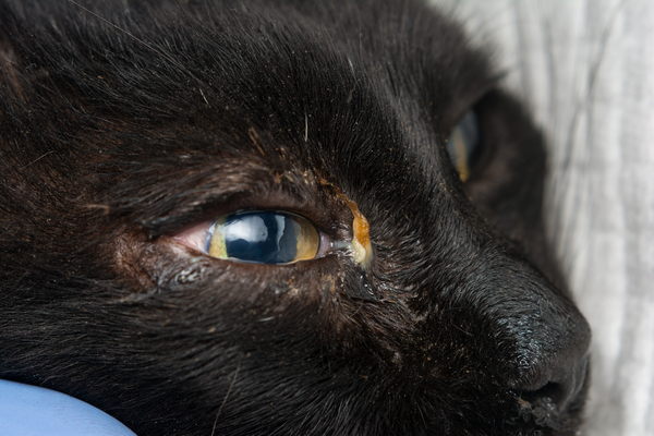 black cat with feline herpesvirus symptoms
