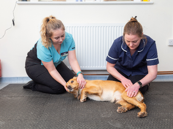 Dog being examined by vet and vet nurse
