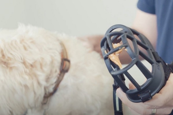 image of muzzle for article on how to muzzle train a dog
