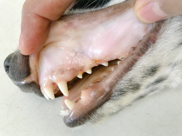 dog showing Infectious canine hepatitis symptoms