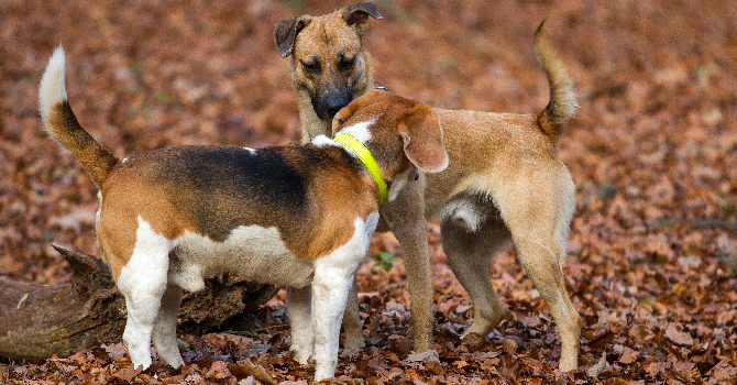 dogs sniffing each other and contracting infectious canine hepatitis