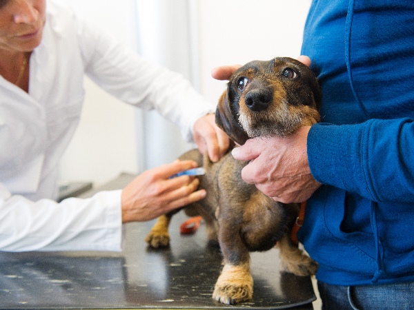 dog being vaccinated against infectious canine hepatitis