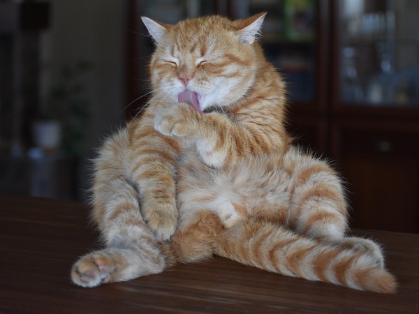 Image of ginger cat grooming itself for article on cat shedding season