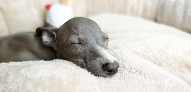 Italian greyhound sleeping on a blanket