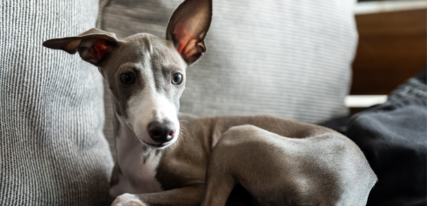 Italian Greyhound sitting on sofa