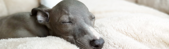 blue italian greyhound sleeping on white blanket