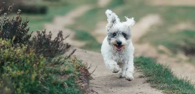white and grey jackapoo running in sand dunes