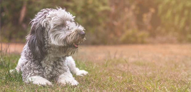 white and grey jackapoo sitting on the grass