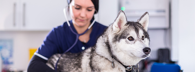 husky having check-up with vet