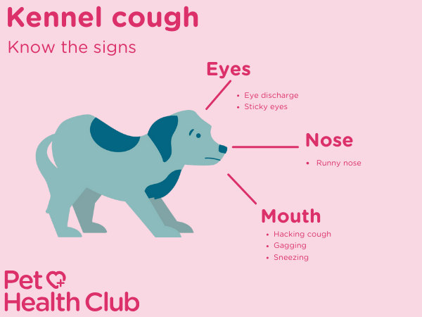 kennel cough symptoms infographic