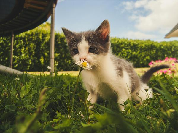 Infographic on herbicide poisoning in cats