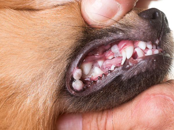 Image of dog for article on puppy vaccinations