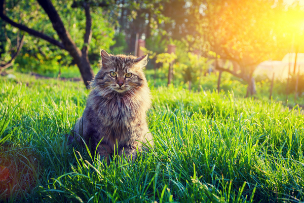 maine coon outdoors
