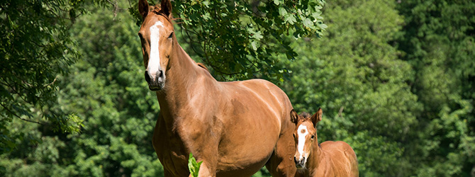 a mare tending to her foal