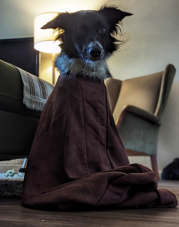 dog in a dry robe for article on why is my shaking?