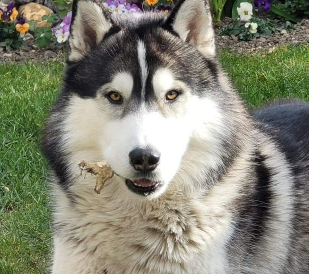 husky laying on green grass with a bone it his mouth