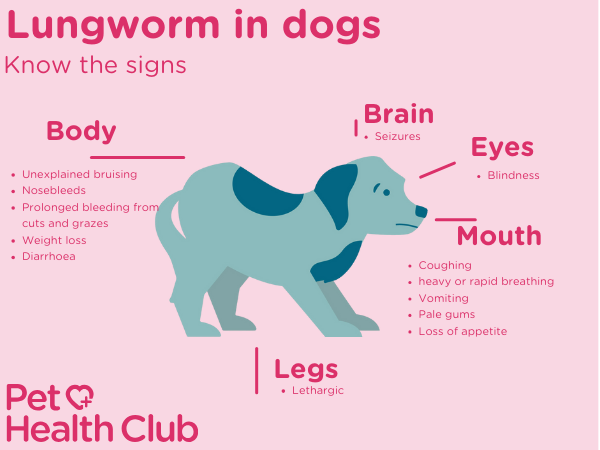 image showing lungworm symptoms