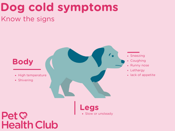 infographic showing dog cold symptoms for article on can dogs get colds
