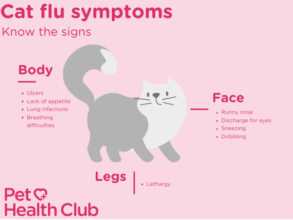 infographic showing symptoms of cat flu for article on can cats get colds