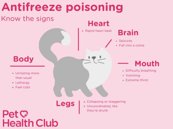 Infographic showing the symptoms of antifreeze poisoning in cats
