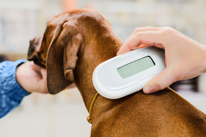 Vet implanting a microchip under a dog's skin for identification and safety