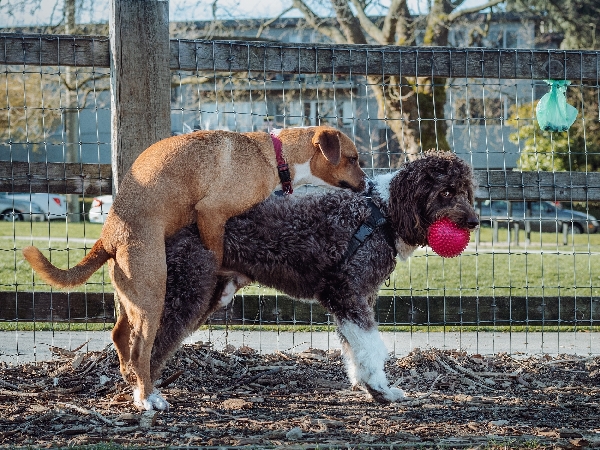 dog mounting other dog for article on how long is a dog in season