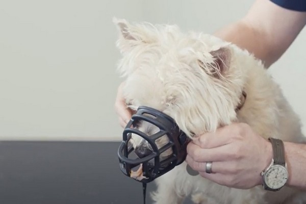 image of a dog being muzzle trained