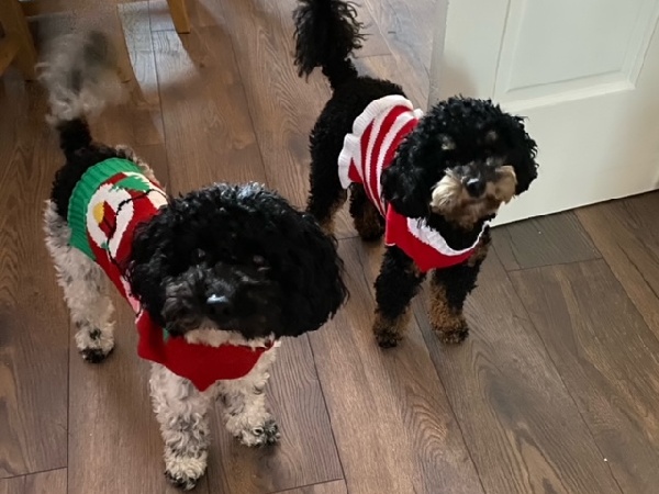 two cavapoos wearing christmas jumpers