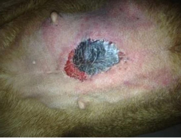 alabama rot symptom where there is an open sore on the dogs belly